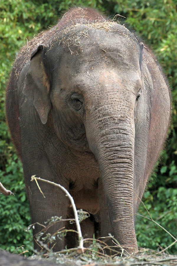 Aziatische olifant - Blijdorp